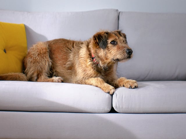 Dyson Pet Campaign