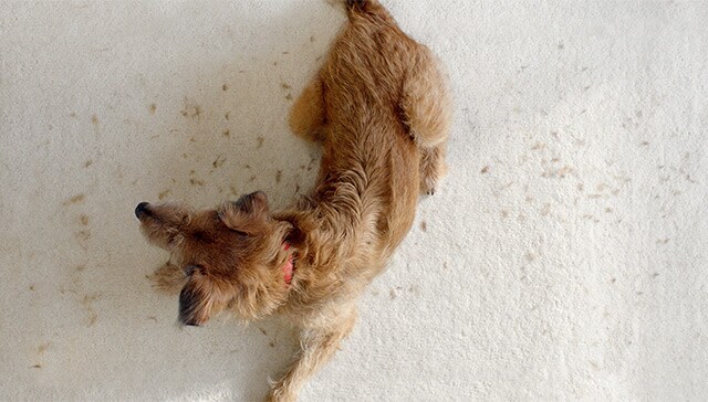 Dyson Pet Campaign