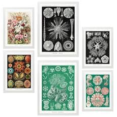 Colore Cornice bianca