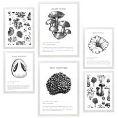 Colore Cornice bianca