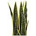 Pianta Artificiale In Vaso 63 Cm Snake Plant - Foto miniatura 7