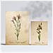 Set Di 6 Stampe Fiori Rossi Stampe Naturalistiche E Botaniche A Colori Con Motivi Floreali In Stile Cartaceo Vintage Per Interni A3 & A4 Senza Cornice - Foto miniatura 2