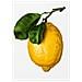 The Gourmand's Lemon. A Collection Of Stories & Recipes - Foto miniatura 1