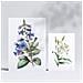 Set Di 6 Stampe Gigli Stampe Naturalistiche E Botaniche A Colori Con Motivi Floreali Su Sfondi Bianchi Puri Design D'interni A3 & A4 Senza Cornice - Foto miniatura 2
