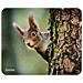 Animal Multicolore - Foto miniatura 6