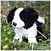 Peluche Cane 30cm Realista Ultra Morbido In Materiale Riciclato Ecologico, Bianco / Nero - Foto miniatura 5