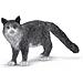 2513893 2513893 Gatto Maine-Coon (5), 13893 - Foto miniatura 1