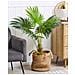 Pianta Artificiale In Vaso 100 Cm Fan Palm - Foto miniatura 1