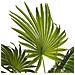 Pianta Artificiale In Vaso 100 Cm Fan Palm - Foto miniatura 5