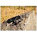 Imperial bluTC active 1 Cuffie Wireless Passanuca Sport Bluetooth Nero - Foto miniatura 3