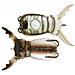 Supernato Beetle Baby 192 White Beetle - Foto miniatura 1