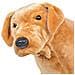 Cane Labrador in Peluche in Piedi Marrone Chiaro XXL - Foto miniatura 4
