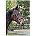 Briglie A Morso Classic In Pelle Nera Per Cob 326138 - Foto miniatura 2