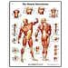 Anatomia Umana - Muscolatura Umana Grafico Laminato Version - Foto miniatura 1