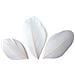 50 Piume - Bianco - Foto miniatura 1