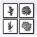 Set Di 4 Stampe Fogli Di Alberi. Alberi Variati Di , Carta Bianca Di Poster Di Sfondo 250 Gr E Inchiostri Di Alta Qualità Senza Cornice 20x20 Cm - Foto miniatura 1