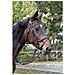 Briglie A Morso Classic In Pelle Nera Per Pony 326137 - Foto miniatura 2
