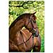 Briglie A Morso Classic In Pelle Marrone Per Cavallo 324913 - Foto miniatura 2