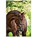 Briglie A Morso Classic In Pelle Marrone Per Cavallo 324913 - Foto miniatura 3