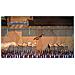 The Rogue Prince of Persia - Foto miniatura 11