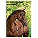 Briglie A Morso Classic In Pelle Marrone Per Pony 324911 - Foto miniatura 2