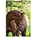 Briglie A Morso Classic In Pelle Marrone Per Pony 324911 - Foto miniatura 3