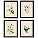 Set Di 4 Stampe Da Incorniciare In Stile Botanico. Set Soft White 250 G E Inchiostri Di Alta Qualità. 4 Sfondi Diversi Senza Cornice A4 - Foto miniatura 1