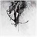 Linkin Park - The Hunting Party - Foto miniatura 1