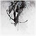 Linkin Park - The Hunting Party - Foto miniatura 2