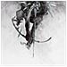 Linkin Park - The Hunting Party - Foto miniatura 3