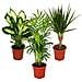 Piante d'appartamento mescolano II set di 3, 1x dieffenbachia, 1x Chamaedorea (Bergpalme) 1x Dracena marginata (albero di drago), pot 10-12cm - Foto miniatura 1