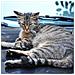 Repellente Per Animali - Ultrasuoni - Set Di 3 Repellenti Per Gatti Incluse Picchetto Da Terreno - Acustico - Alimentato A Batteria - Scaccia Gatti, Cani, Piccioni, Martore E Roditori - Foto miniatura 6