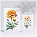 Set Di 6 Stampe Fiori Arancioni Stampe Naturalistiche E Botaniche A Colori Con Motivi Floreali Su Sfondi Bianchi Puri A3 & A4 Senza Cornice - Foto miniatura 2