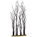 Alberelli Di Sicomoro - Stand Of Sycamore - Foto miniatura 3