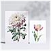 Set Di 6 Stampe Fiori Rosa Stampe Naturalistiche E Botaniche A Colori Con Motivi Floreali Su Sfondi Bianchi Puri Design D'interni A3 & A4 Senza Cornice - Foto miniatura 2