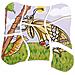 Puzzle Didattico Farfalla - Foto miniatura 3
