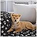 6 X Coperta Del Cane Del Gatto Cuscino Cucciolo Gattino Di Sonno Stuoia Del Rilievo Dellanimale Domestico Lavabile Morbido Caldo Fluffy Coperte In Pile Black75 75cm - Foto miniatura 4