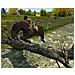 Horse Life: Amici Per Sempre [ edizione: Germania] - Foto miniatura 3