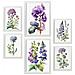 Set Di 6 Stampe Stampe Naturalistiche E Botaniche A Colori Viola Con Motivi Floreali Su Sfondi Bianchi Puri Per L'interior Design A3 & A4 Cornice Bianca - Foto miniatura 1