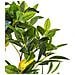 Pianta Artificiale Lemon Tree Verde - Foto miniatura 2