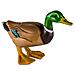 Safari Ltd Safari Farm Mallard Duck (maschio)  - Foto miniatura 1