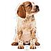 Medium Puppy Buste Cane Royal Canin 10x140gr - Foto miniatura 3