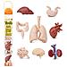 Safari Ltd Organi Umani Toob - 8 Mini Figurine Tra Cui Cervello, Cuore, Polmoni, Fegato, Reni, Stomaco E Intestino - Figure Giocattolo Educative Di Anatomia Per Ragazzi, Ragazze E Bambini Dai 3 Anni In Su - Foto miniatura 1