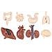 Safari Ltd Organi Umani Toob - 8 Mini Figurine Tra Cui Cervello, Cuore, Polmoni, Fegato, Reni, Stomaco E Intestino - Figure Giocattolo Educative Di Anatomia Per Ragazzi, Ragazze E Bambini Dai 3 Anni In Su - Foto miniatura 2