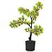 Bonsai Di Cipresso Artificiale Con Vaso 60 Cm Verde - Foto miniatura 3