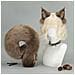 Accessorio Per Costume Cosplay Con Coda Di Scoiattolo Di Peluche Marrone - Foto miniatura 3