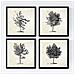 Set Di 4 Stampe Fogli Di Alberi. Arboleda , Sfondo D'epoca Vecchia Carta Poster Di E Gli Inchiostri Di Alta Qualità. Senza Cornice 20x20 Cm - Foto miniatura 1