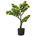 Bonsai Di Pino Artificiale Con Vaso 60 Cm Verde - Foto miniatura 1