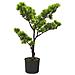 Bonsai Di Pino Artificiale Con Vaso 60 Cm Verde - Foto miniatura 3