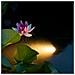Lampada Subacquea Per Laghetti Led Aqua Spotlight 6w - Foto miniatura 2